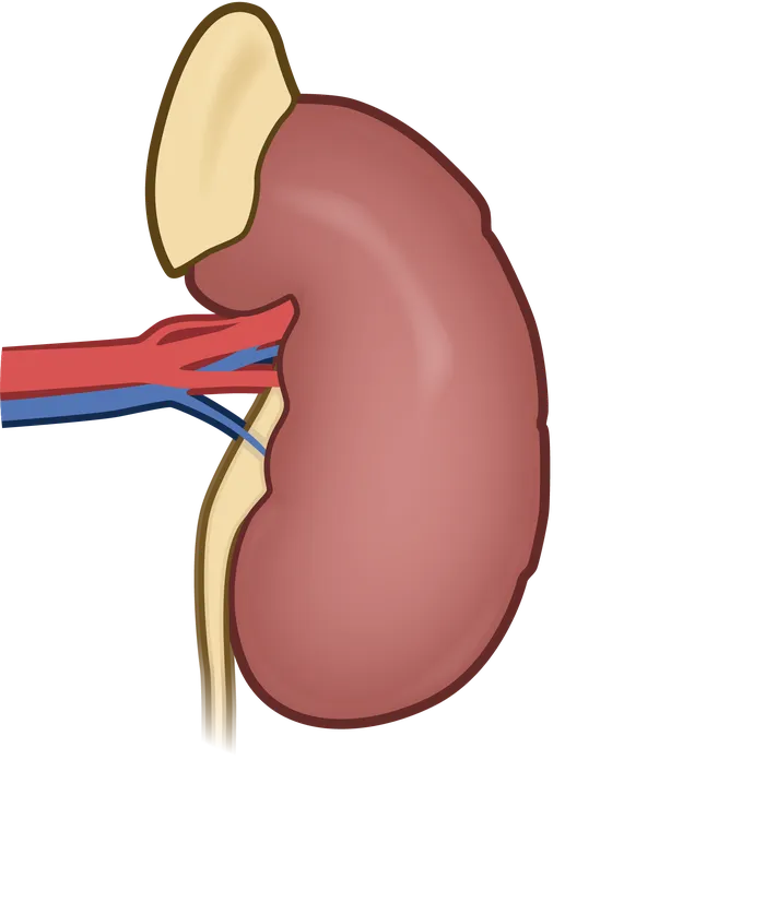 Illustration of a human kidney with its vessels