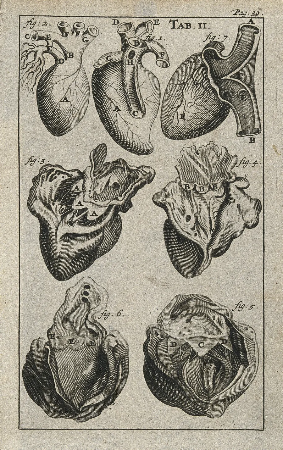 Engraving of the anatomy of the heart, 1686