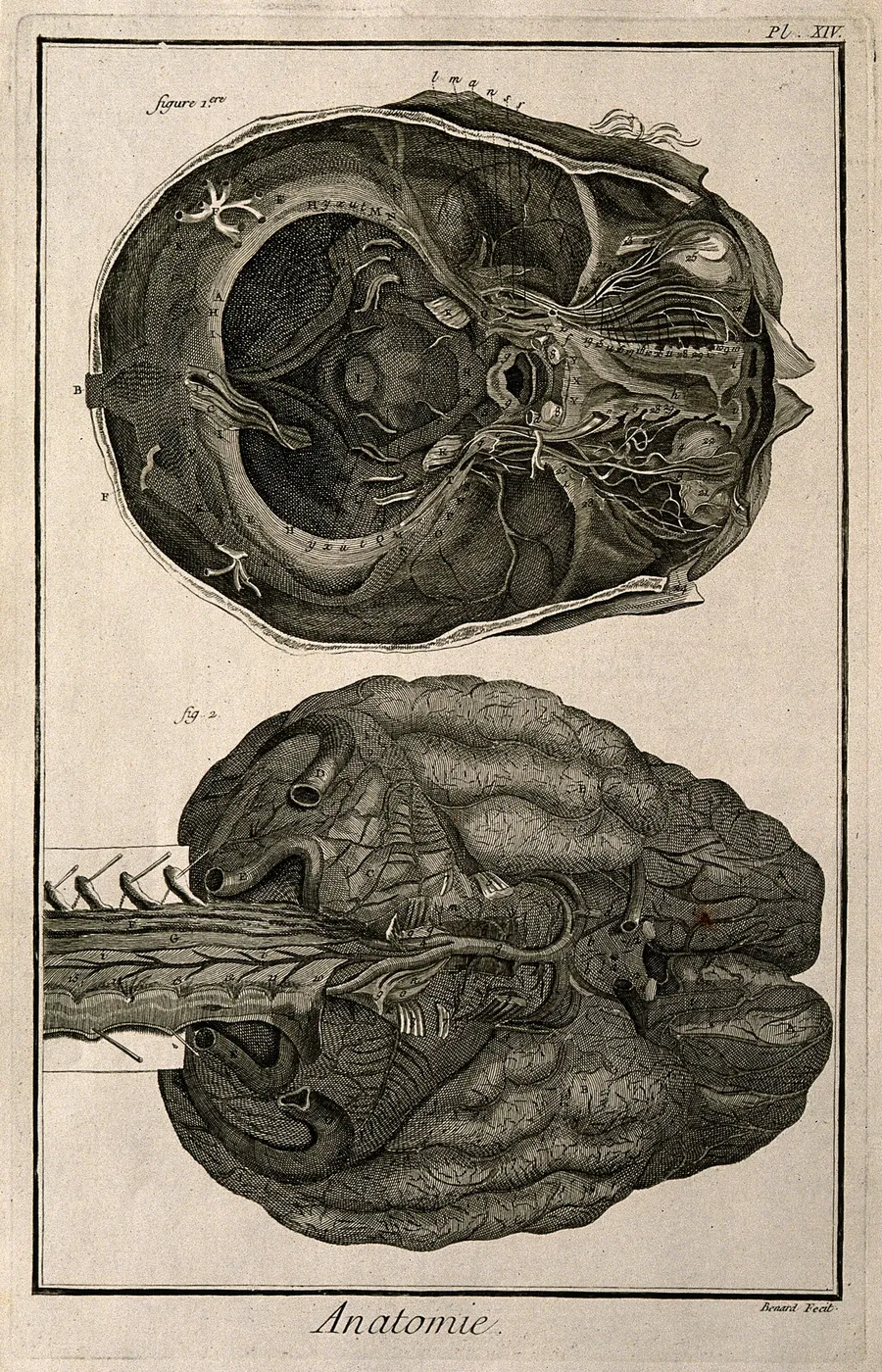 18th-century engraving of the human brain