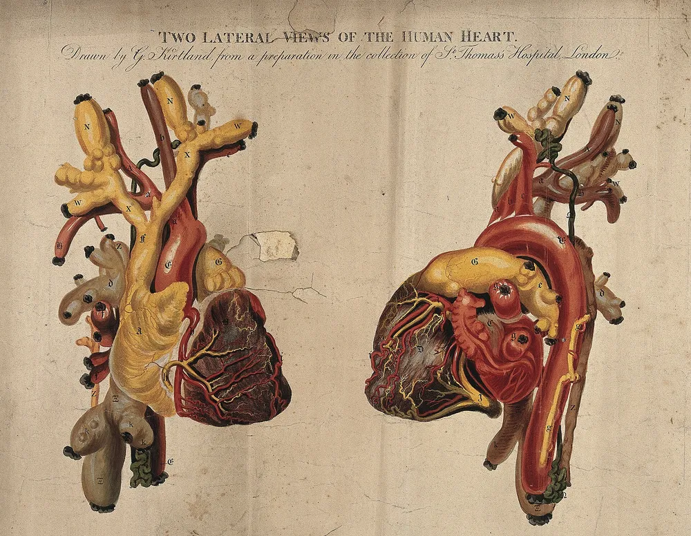 Coloured 1806 engraving of two views of the human heart